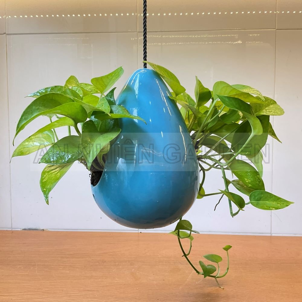 Cây Trầu Bà Xanh - Chậu sứ treo