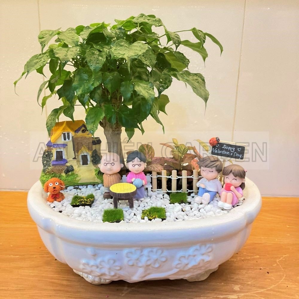 Cây Hạnh phúc Chậu sứ
