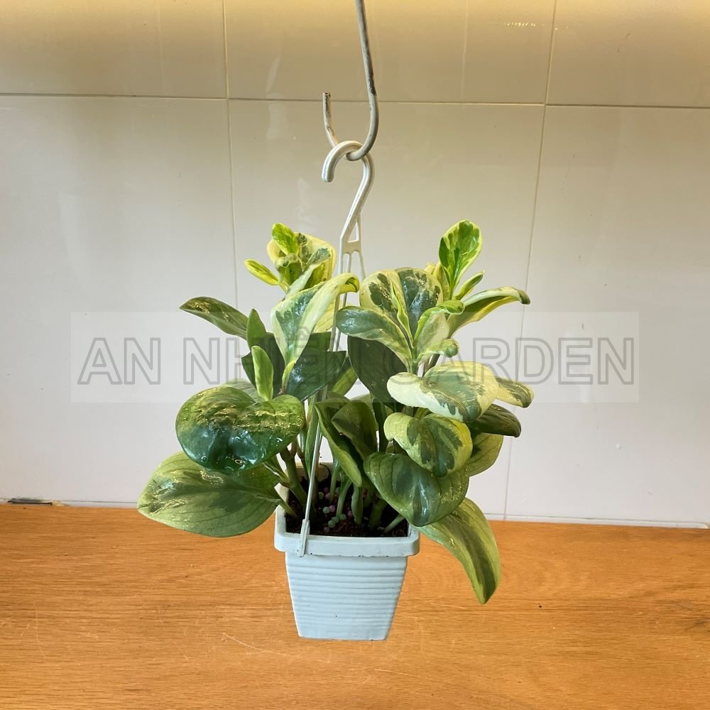 Cây Trường Sinh Cẩm Thạch - Chậu nhựa treo