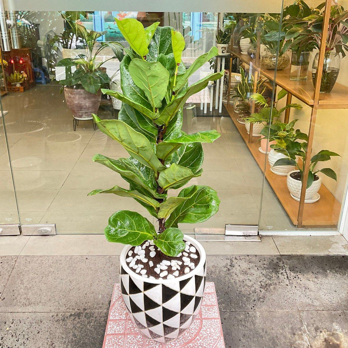 Cây Bàng Singapore Chậu Sứ | Họa Tiết Tam Giác 2