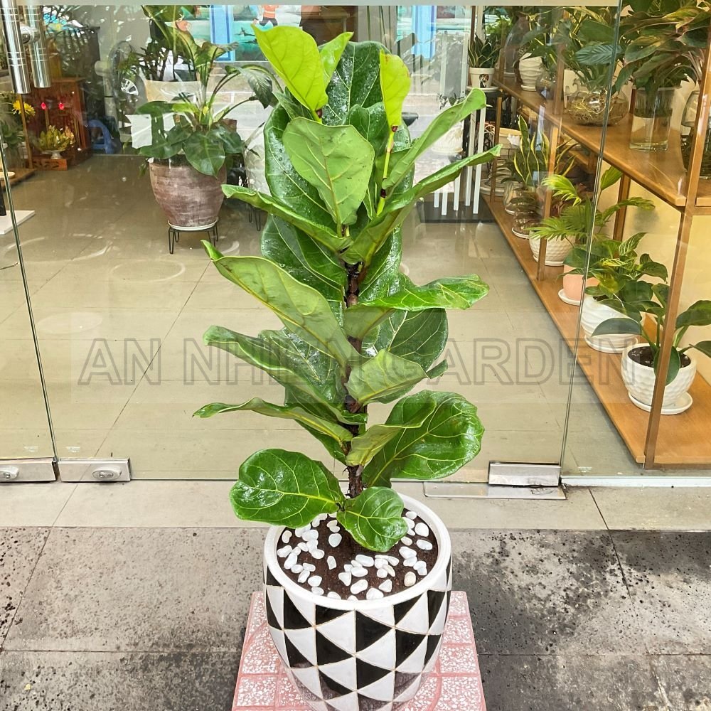 Cây Bàng Singapore Chậu Sứ | Họa Tiết Tam Giác