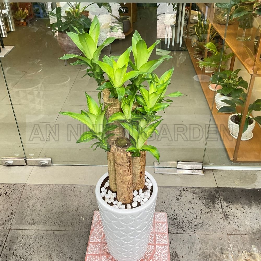 Cây Thiết Mộc Lan Chậu Sứ | Màu Trắng