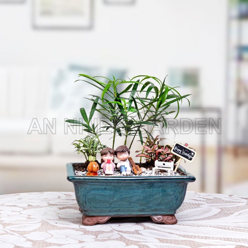 Cây Tùng la hán Chậu sứ