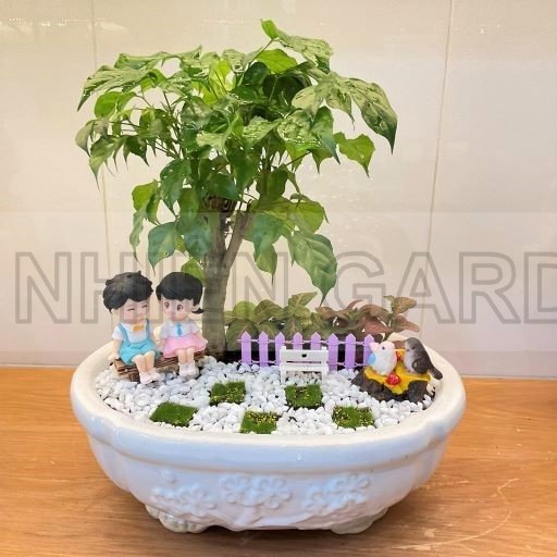 Cây Hạnh phúc mini - chậu sứ