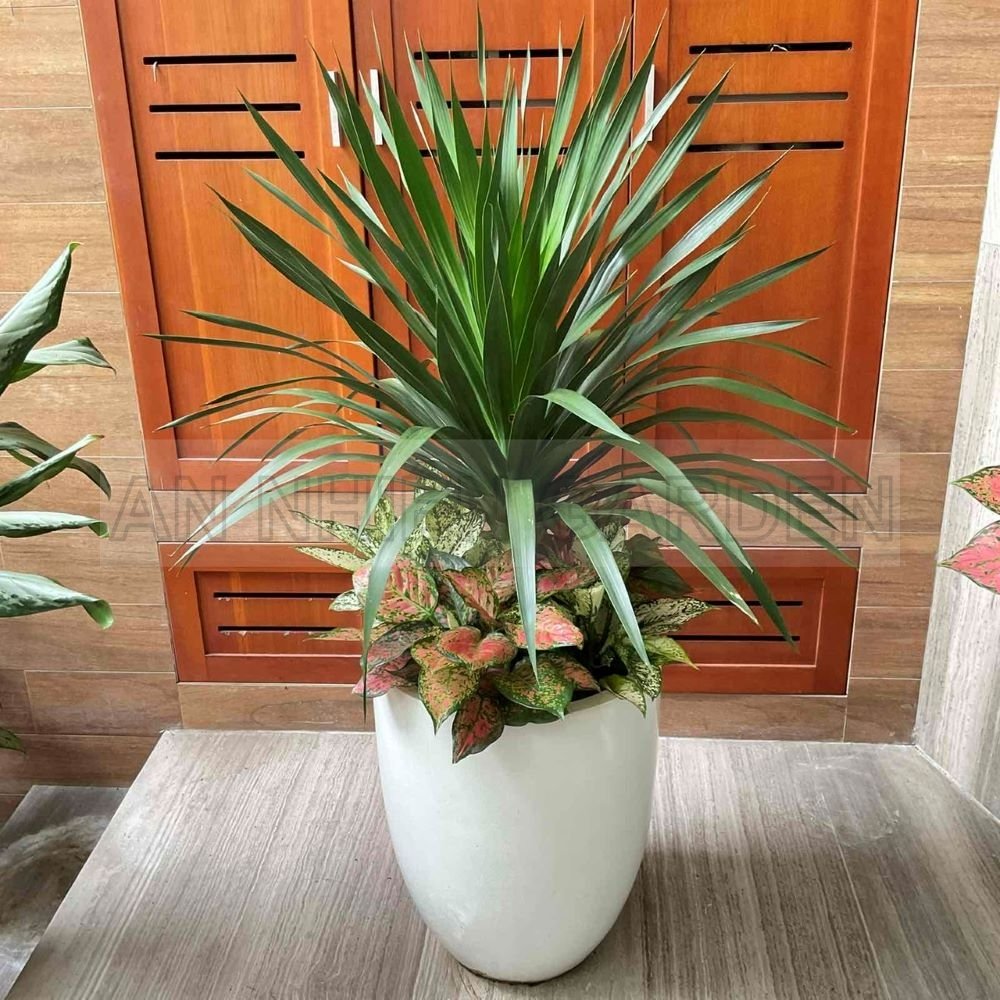 Cây Phát Tài Núi Mix Vạn Lộc, Ngọc Ngân, Phú Quý Chậu Nhựa | Màu Trắng Cao