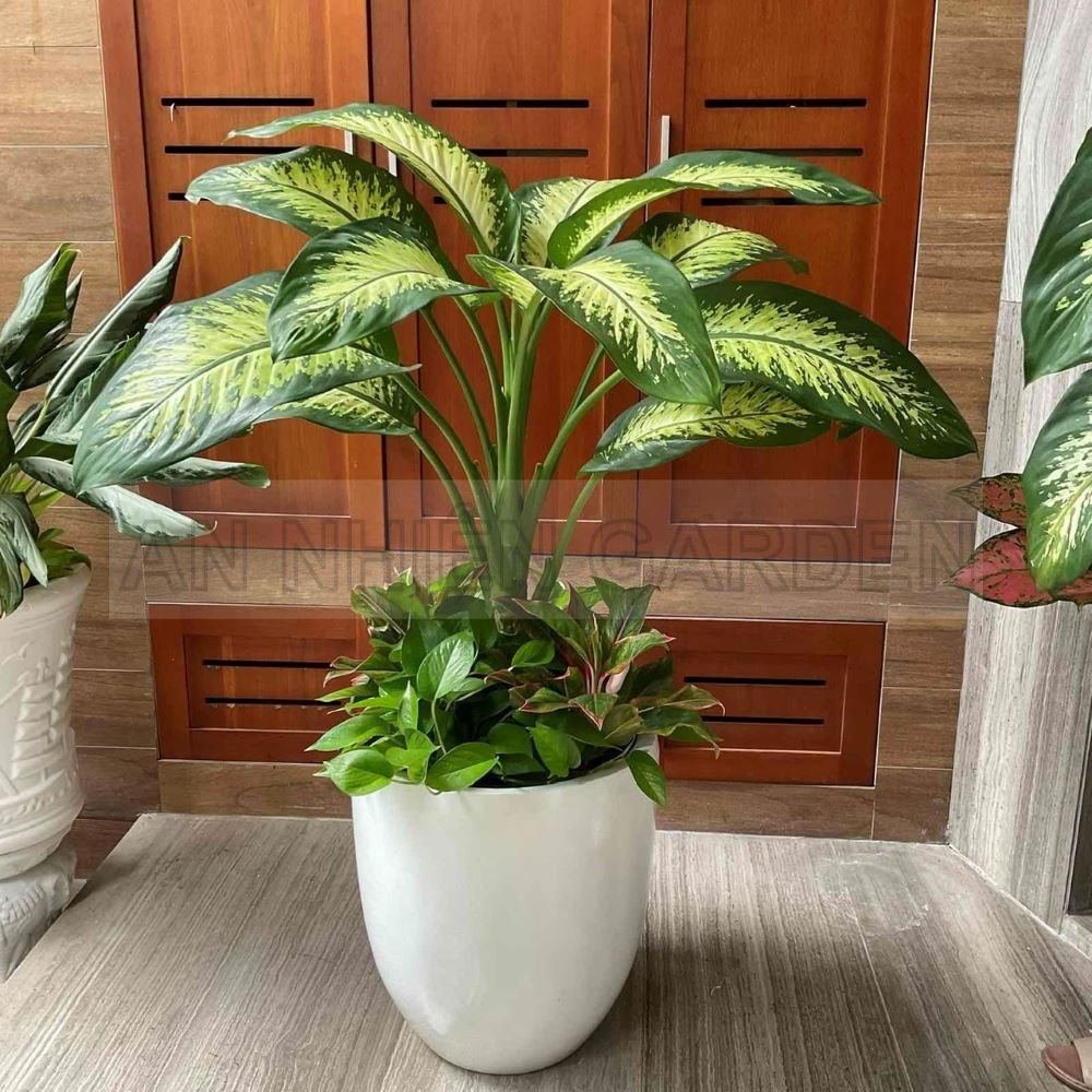 Cây Vạn Niên Thanh Mix Trầu Bà, Phú Quý - Chậu nhựa