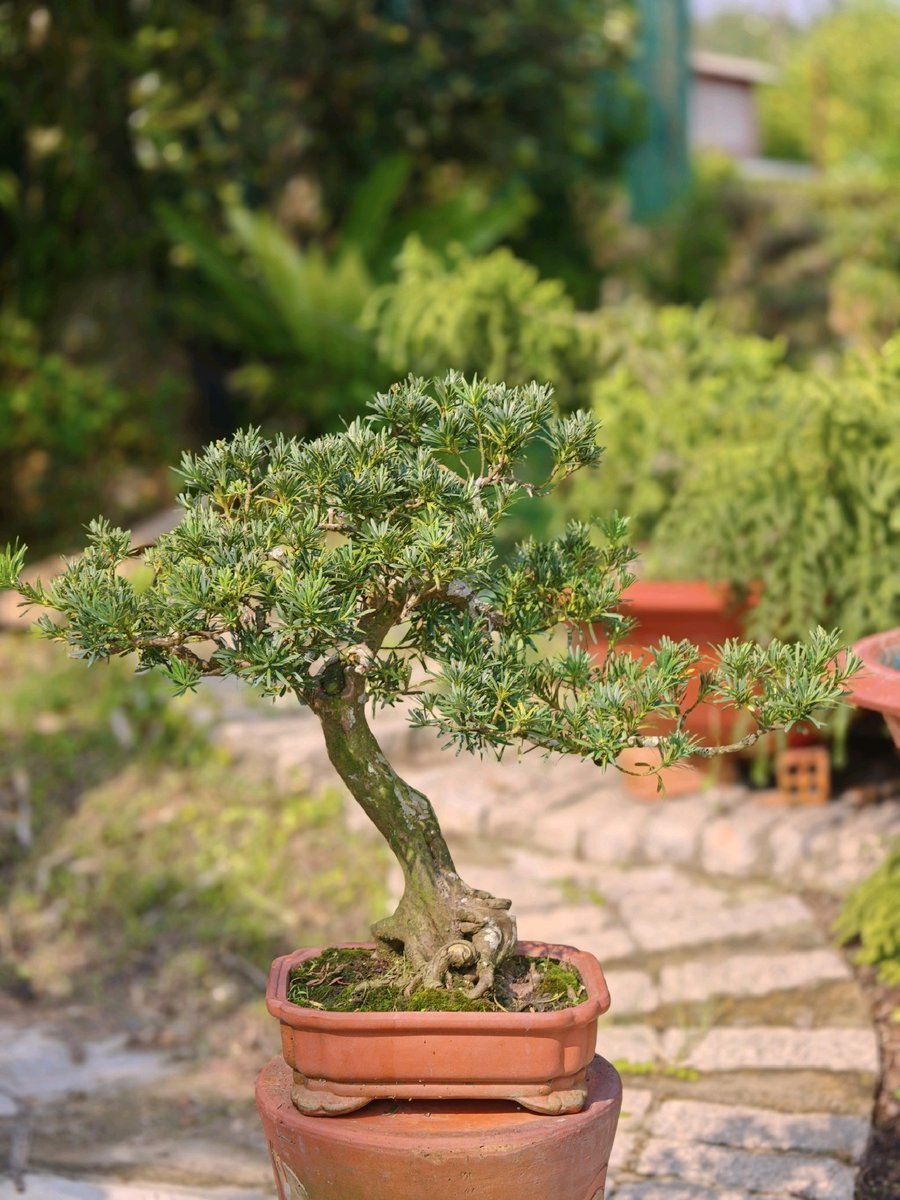 Tùng Ngọc Bích G-BS-TNB-001 2