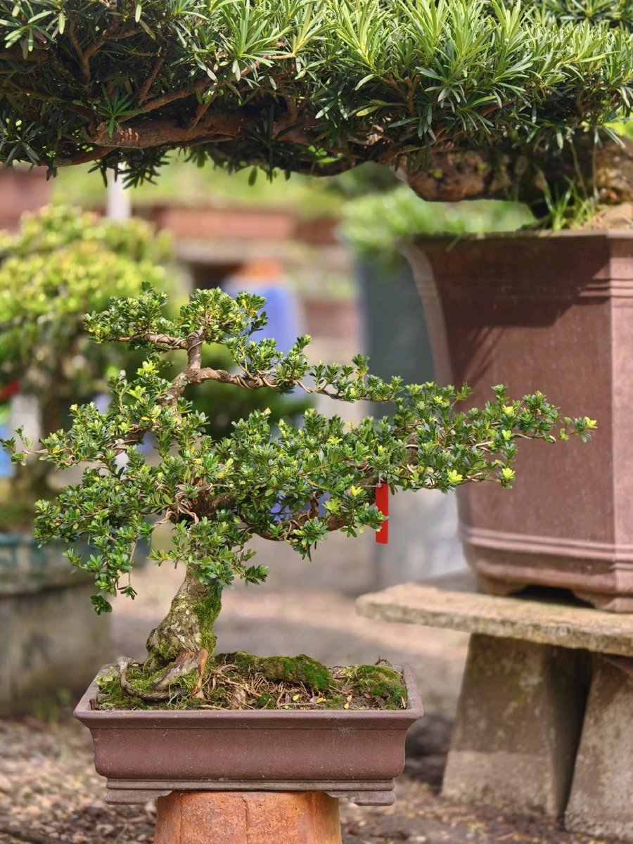 Tùng Trân Châu H-BS-Tung-001
