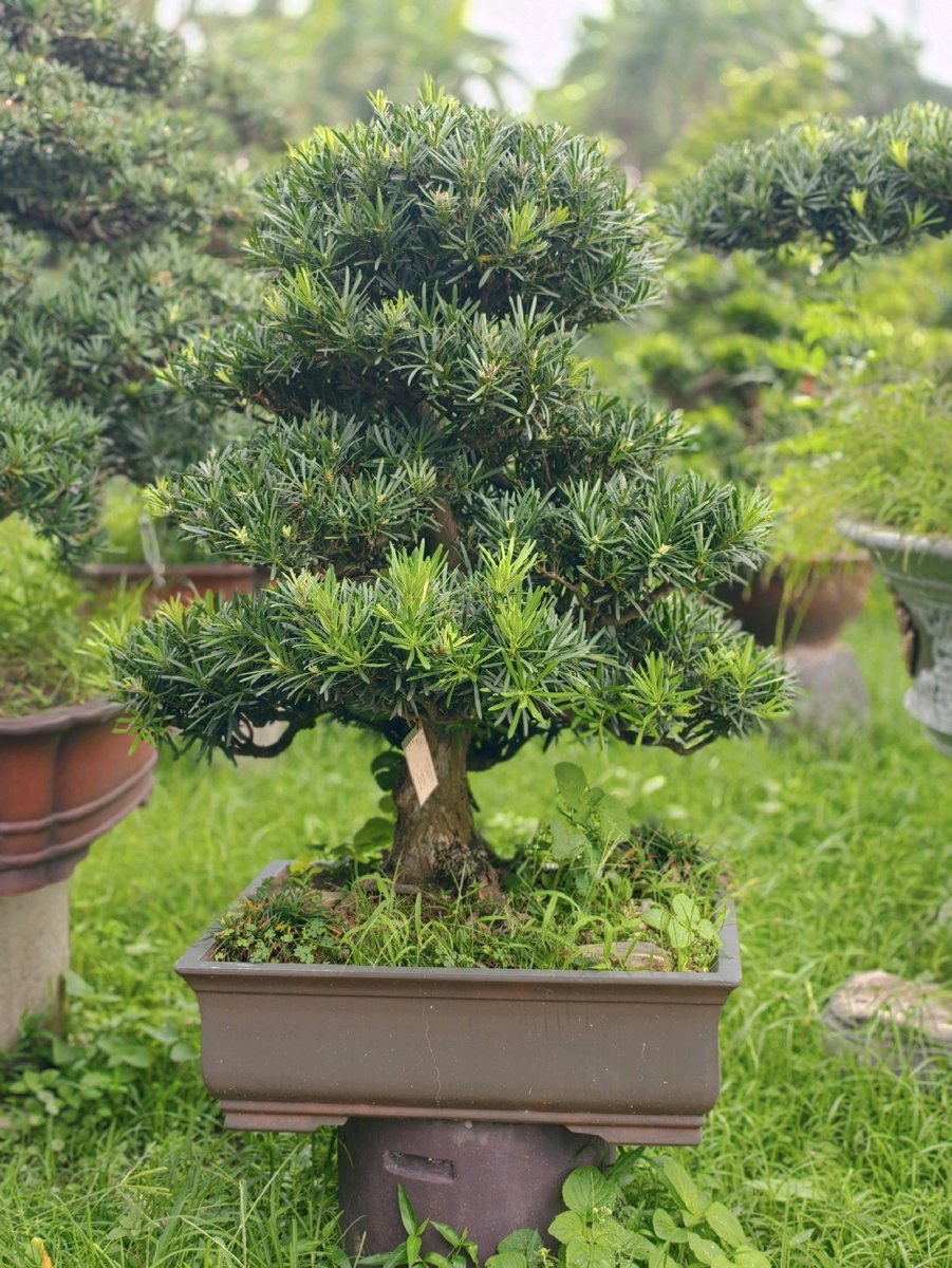 Vạn Niên Tùng B-BS-VNT-017