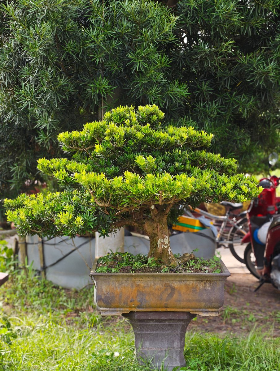 Vạn Niên Tùng E-BS-VNT-001