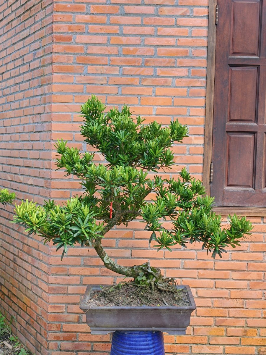Tùng Đọt Đỏ I-BS-Tung-001