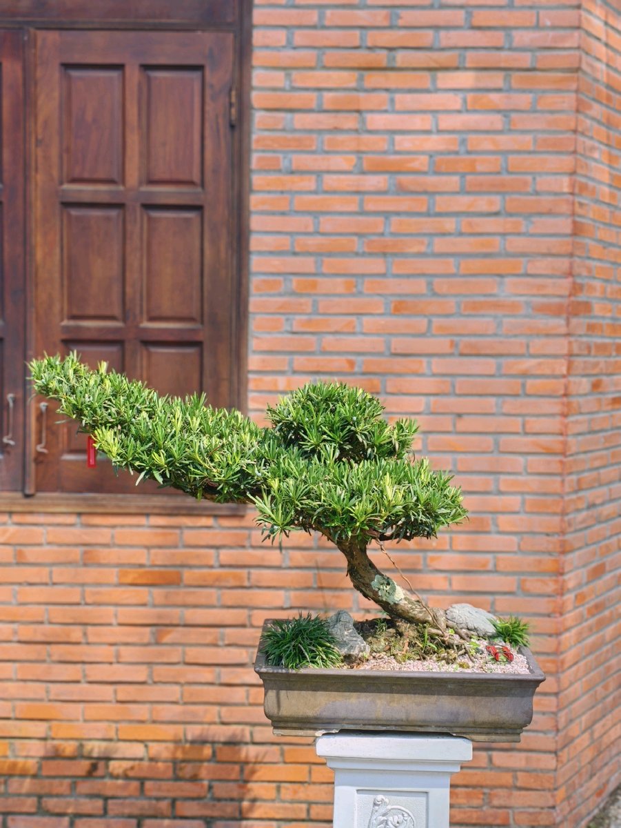 Vạn Niên Tùng I-BS-VNT-006