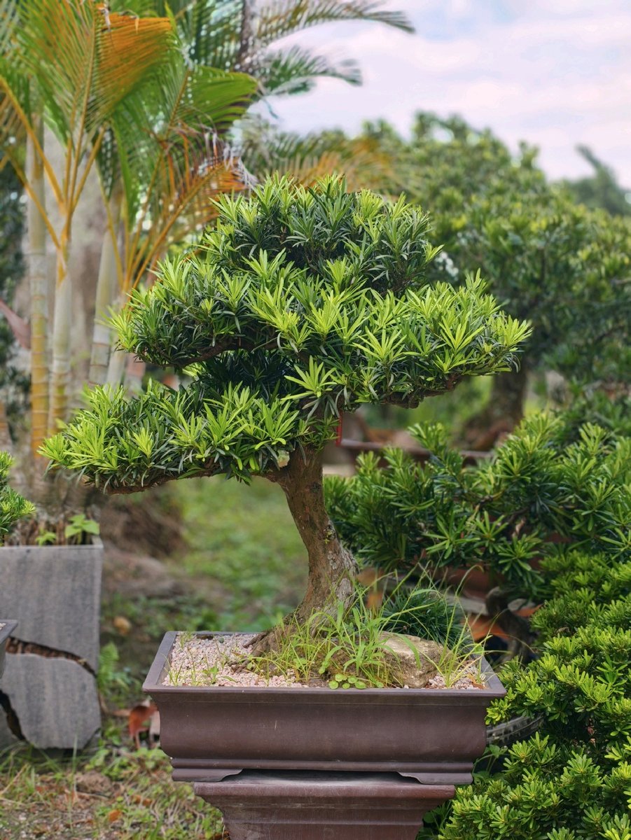 Vạn Niên Tùng I-BS-VNT-005