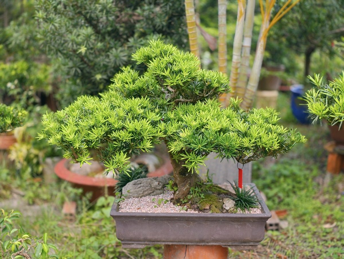 Tùng Ngọc Bích I-BS-TNB-002
