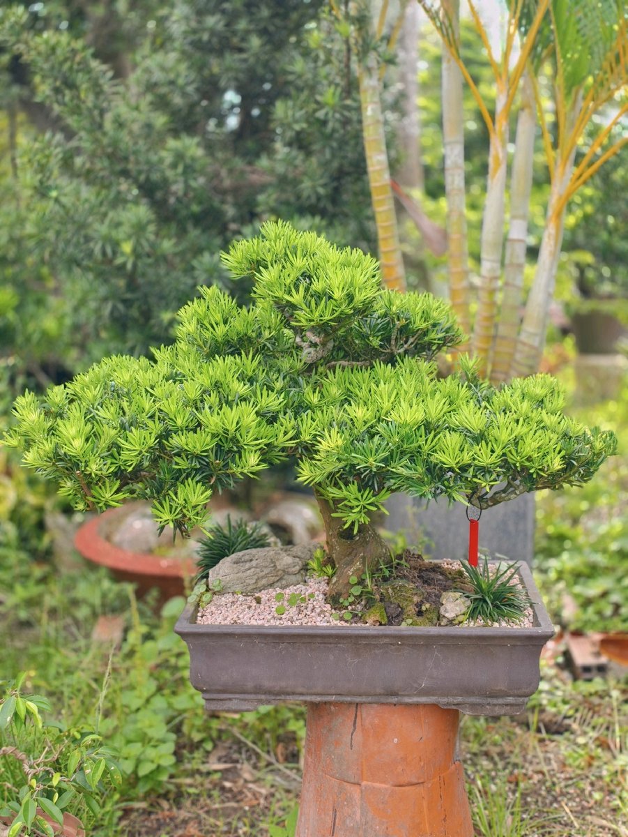 Tùng Ngọc Bích I-BS-TNB-002 2