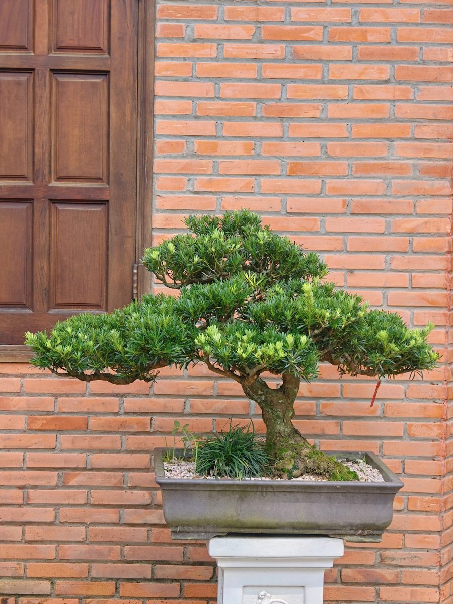 Tùng Ngọc Bích I-BS-TNB-001