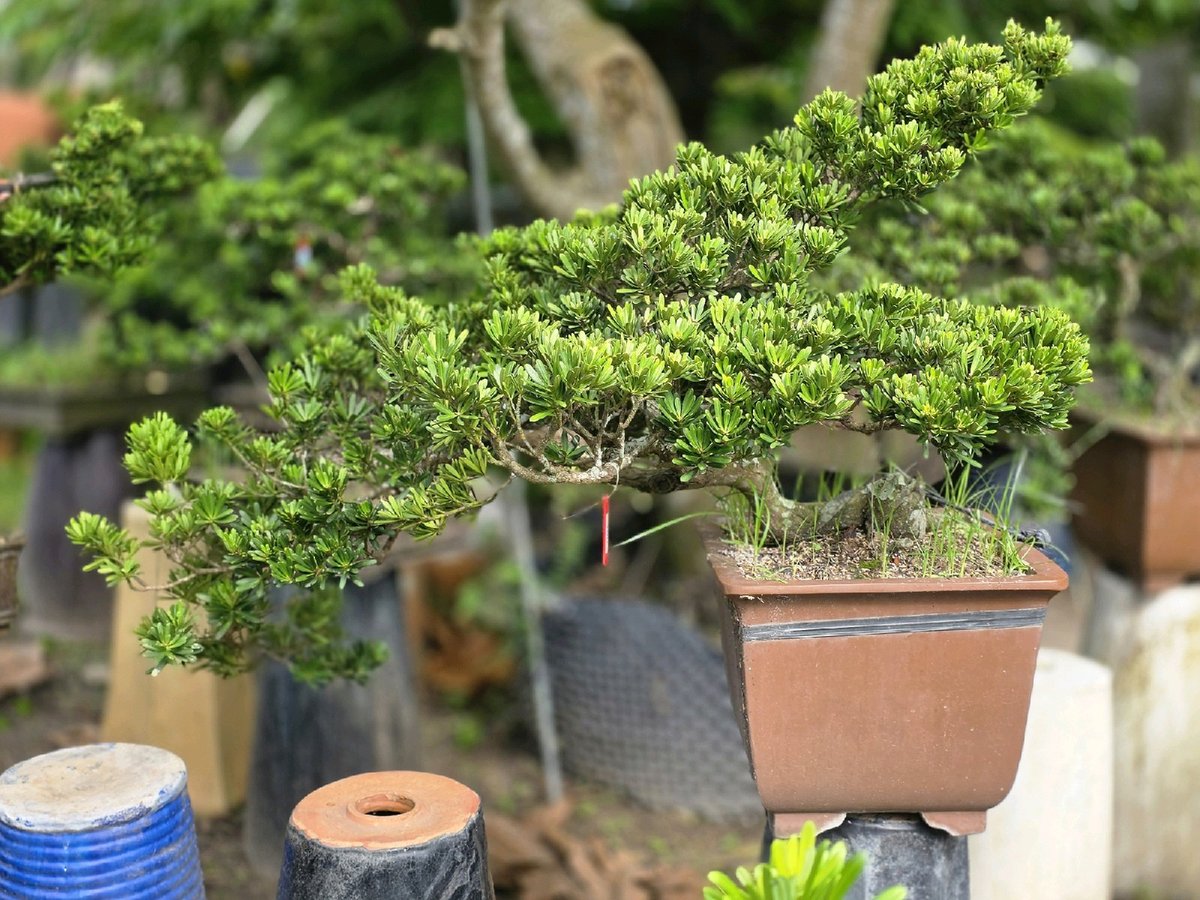 Tùng Kim Cương G-BS-TKC-009