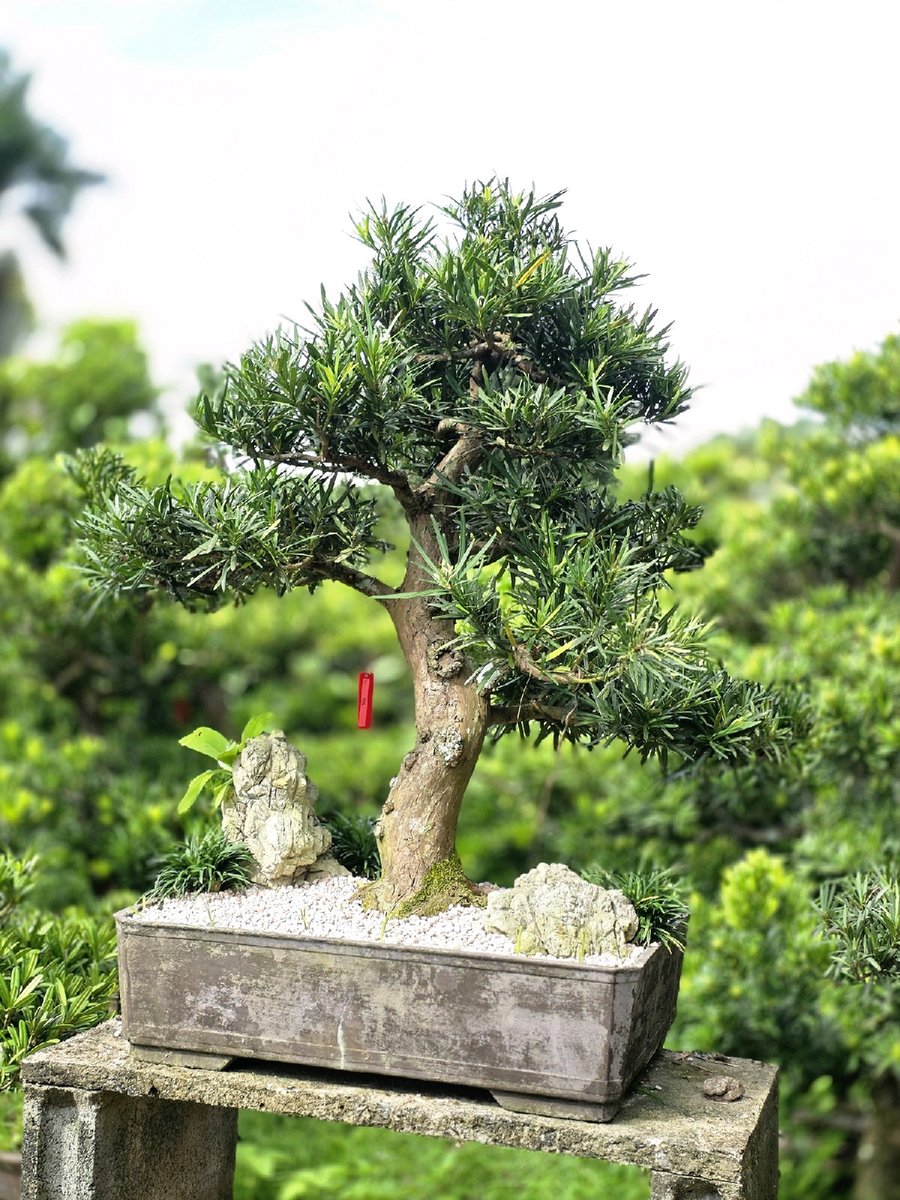 Vạn Niên Tùng G-BS-VNT-007