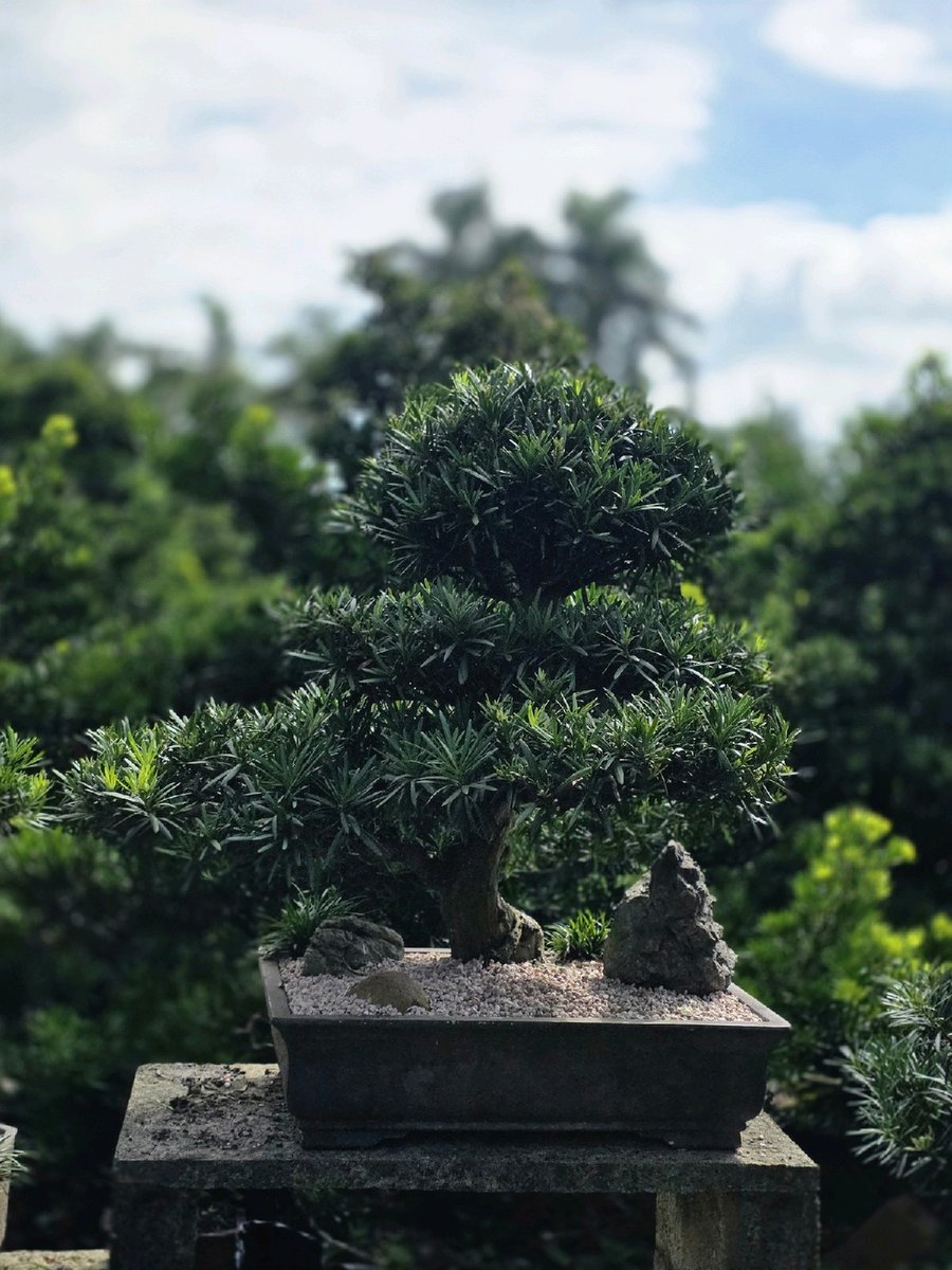 Vạn Niên Tùng G-BS-VNT-005