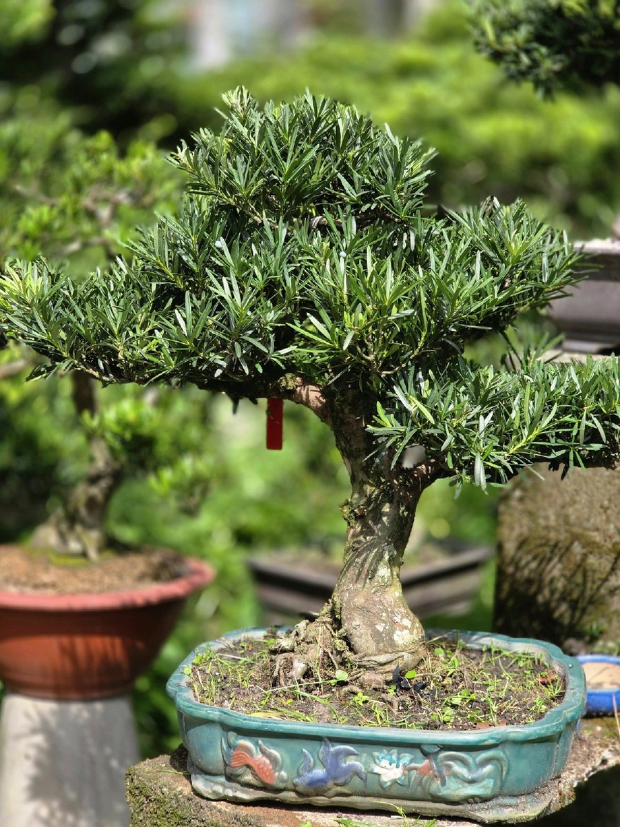 Vạn Niên Tùng G-BS-VNT-004 2
