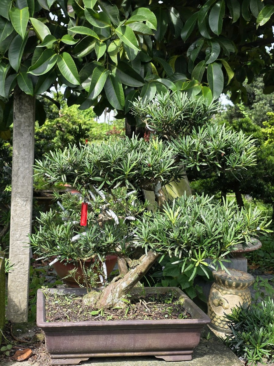 Vạn Niên Tùng G-BS-VNT-002