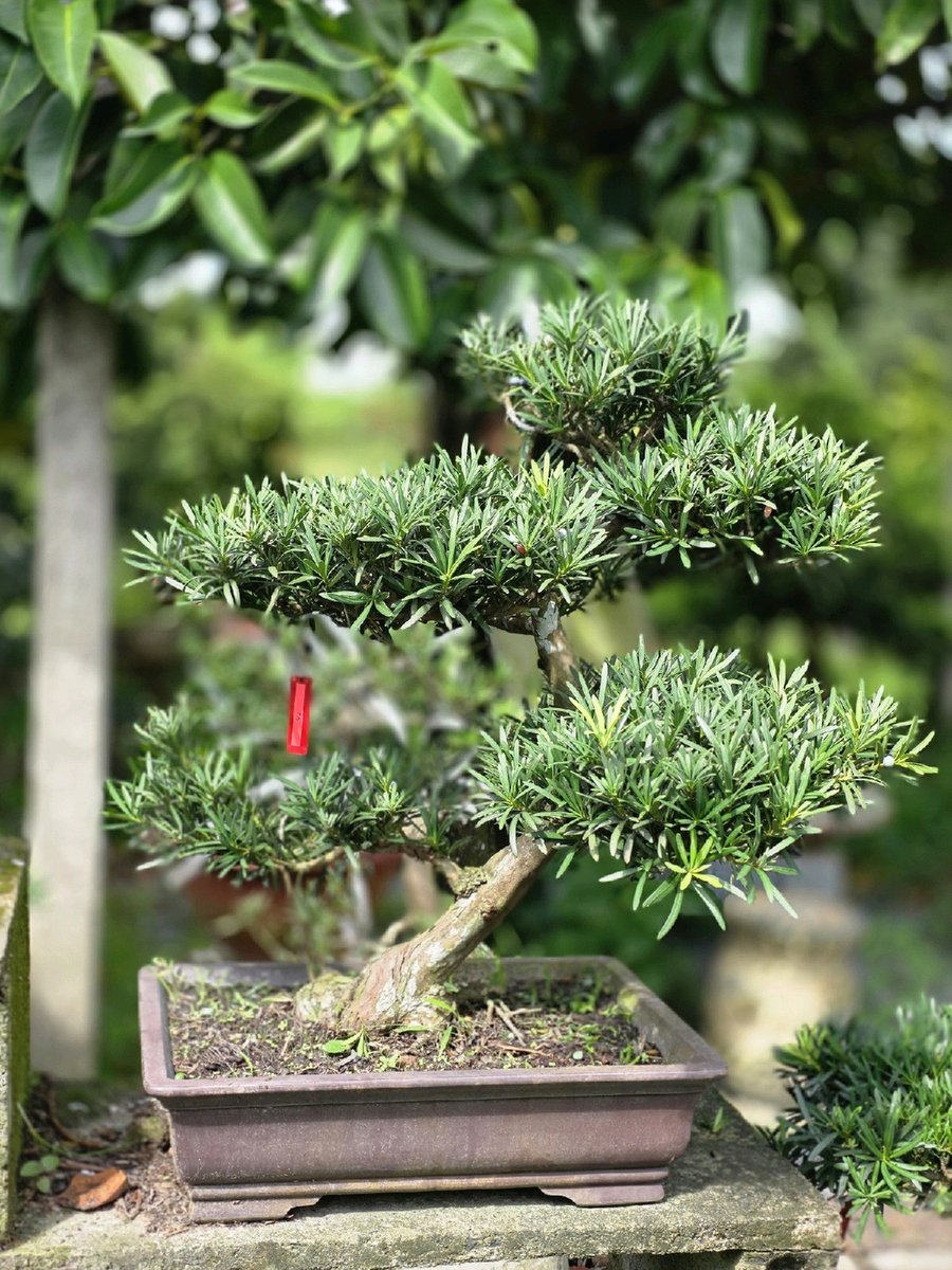 Vạn Niên Tùng G-BS-VNT-002 2