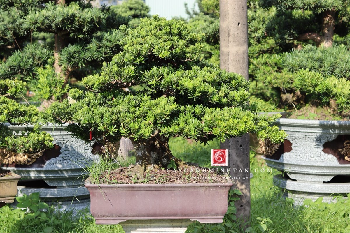 Tùng Kim Cương B-BS-TKC-001