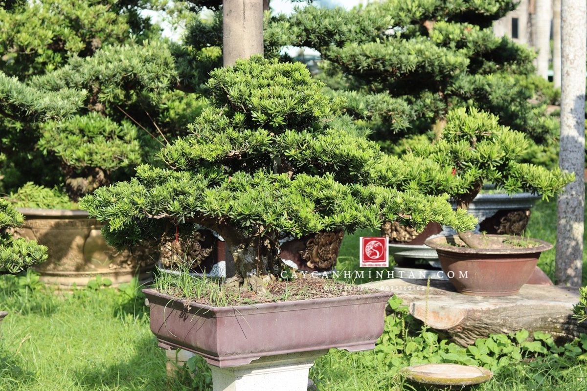 Tùng Kim Cương B-BS-TKC-001 2