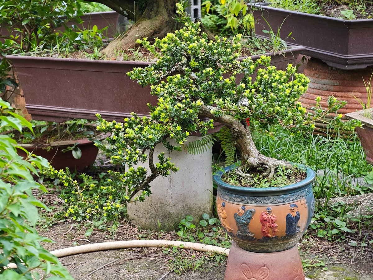 Tùng Trân Châu I-DT-Tung-001