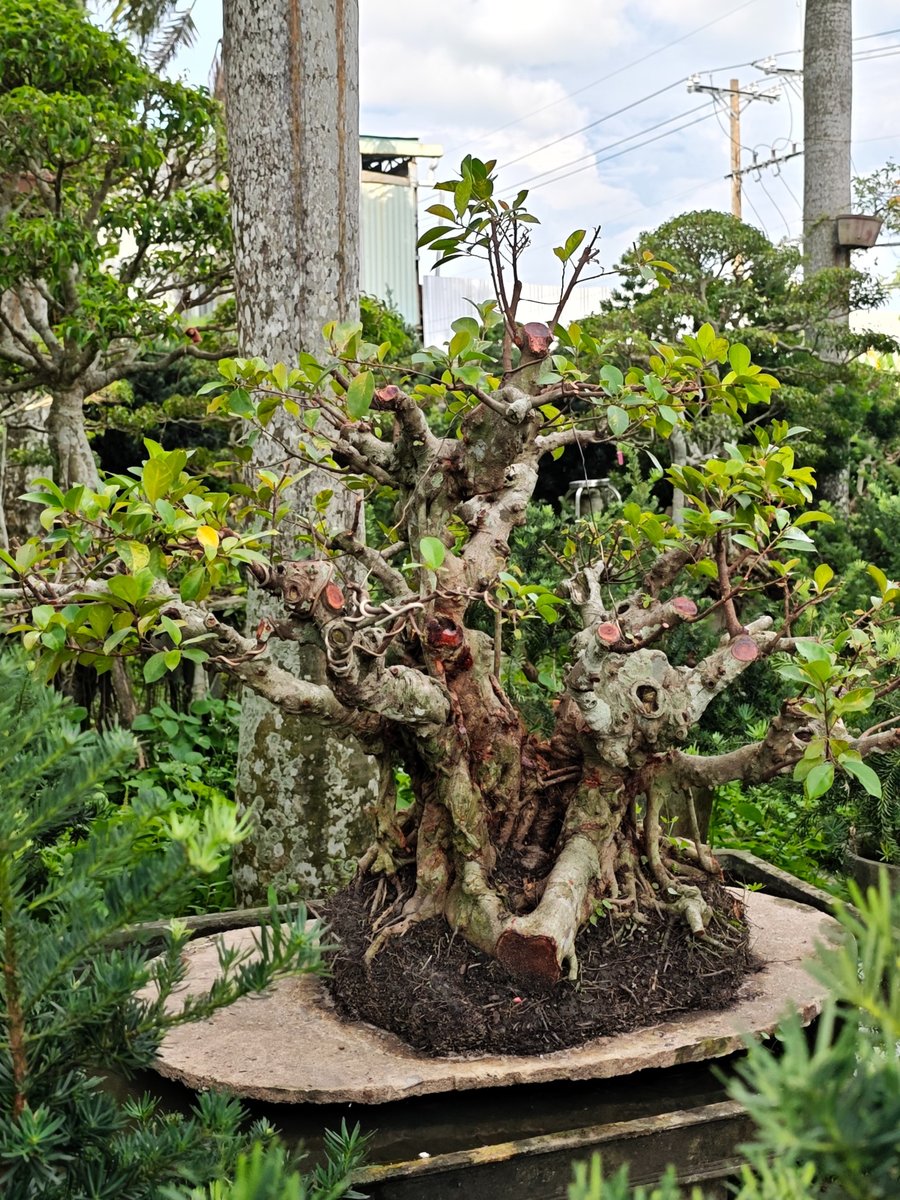 Gừa A-K-CayKhac-001