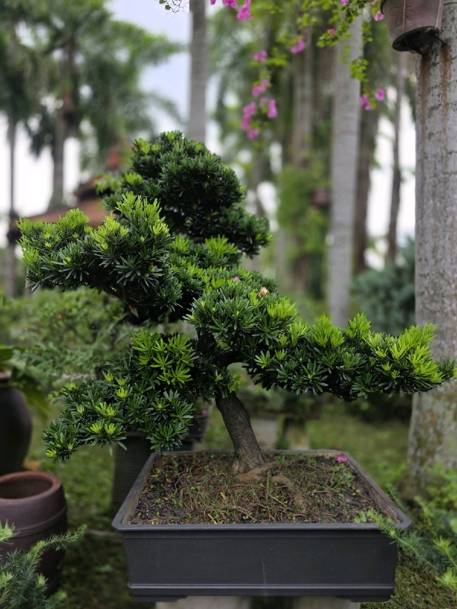 Tùng Đài Loan A-CQ-TĐL-001