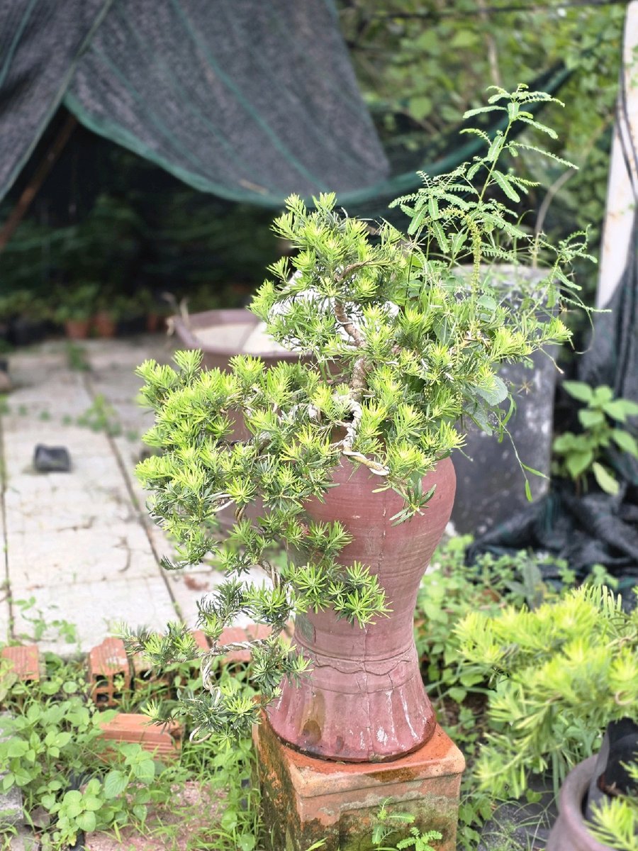 Tùng Ngọc Bích B-DT-TNB-001 2