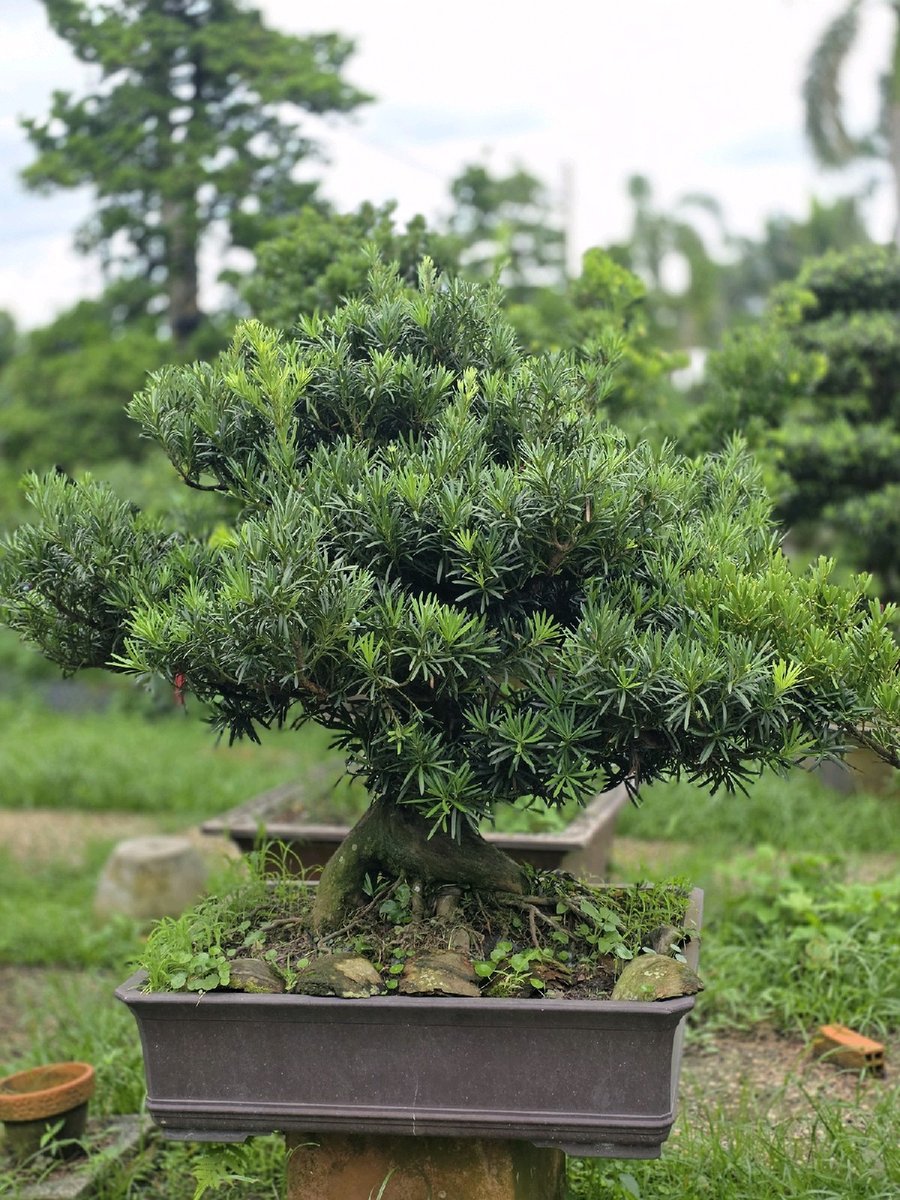 Vạn Niên Tùng B-BS-VNT-012