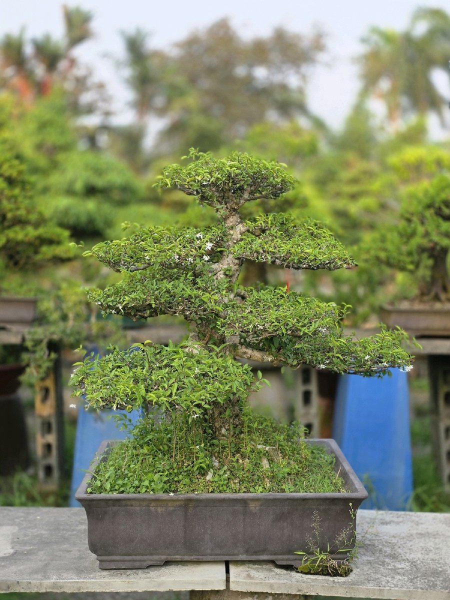Mai Chiếu Thủy H-K-MCT-002