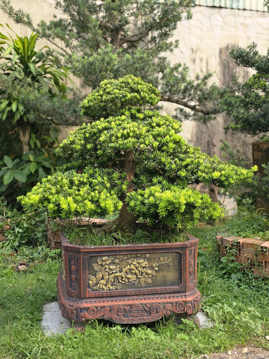 Tùng Kim Cương I-DT-TKC-002