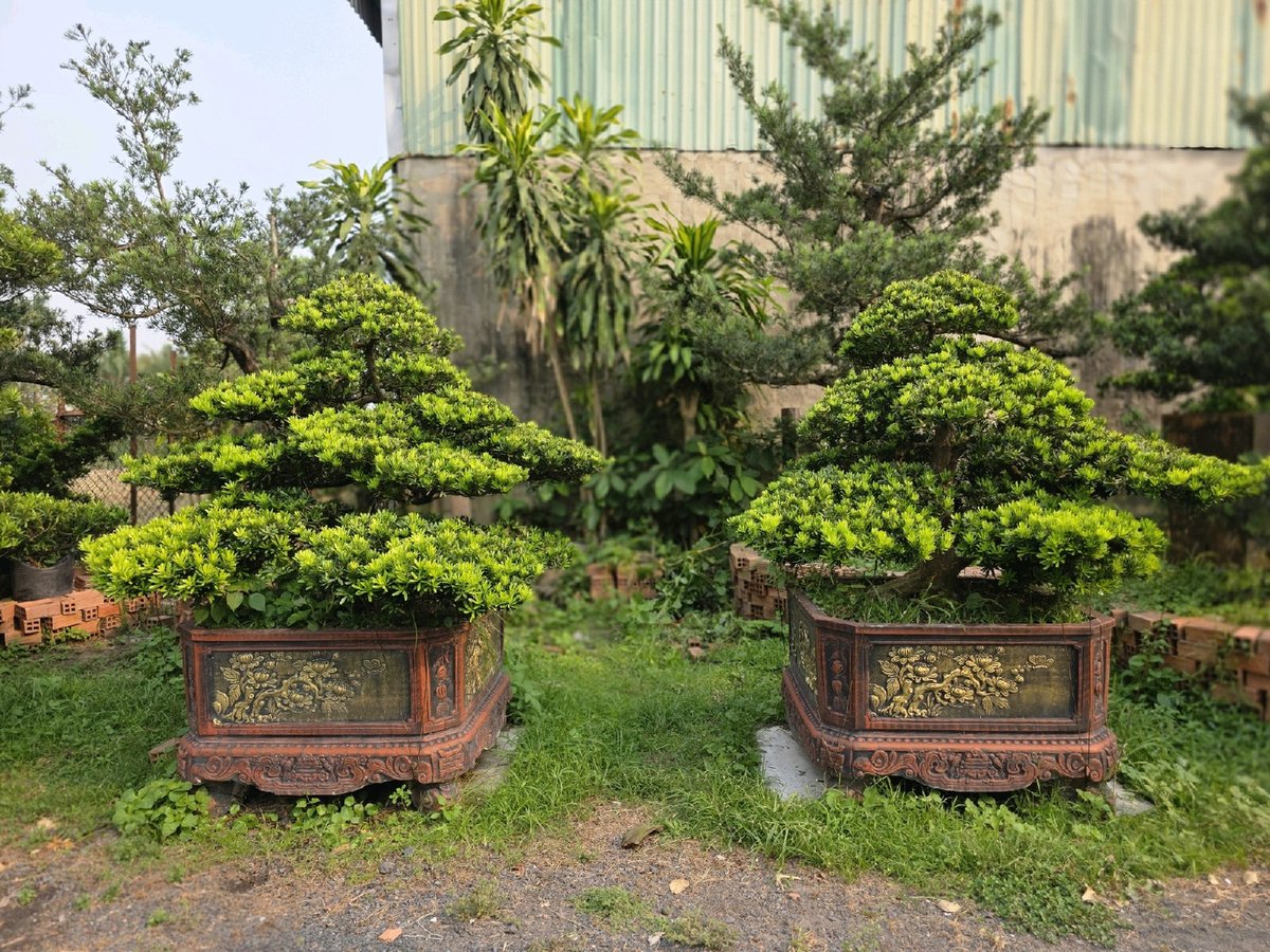 Tùng Kim Cương I-DT-TKC-002 2