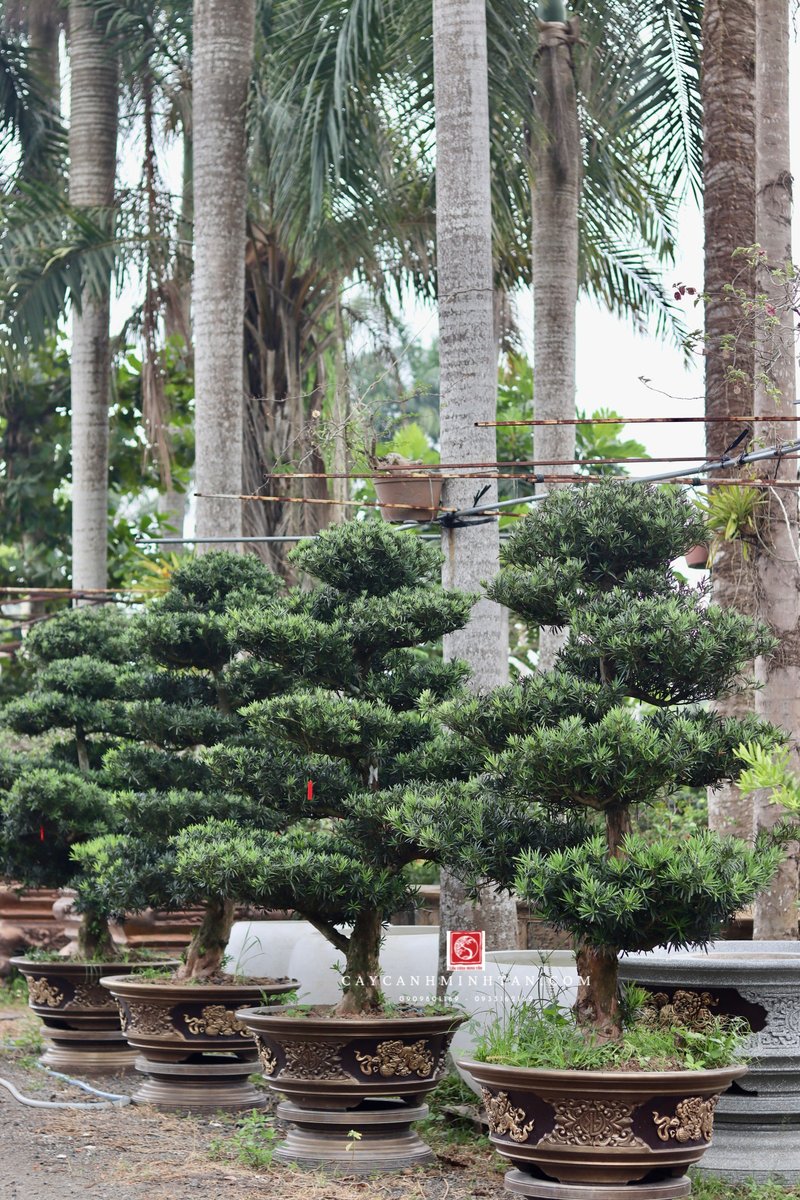 Vạn Niên Tùng G-DT-VNT-001