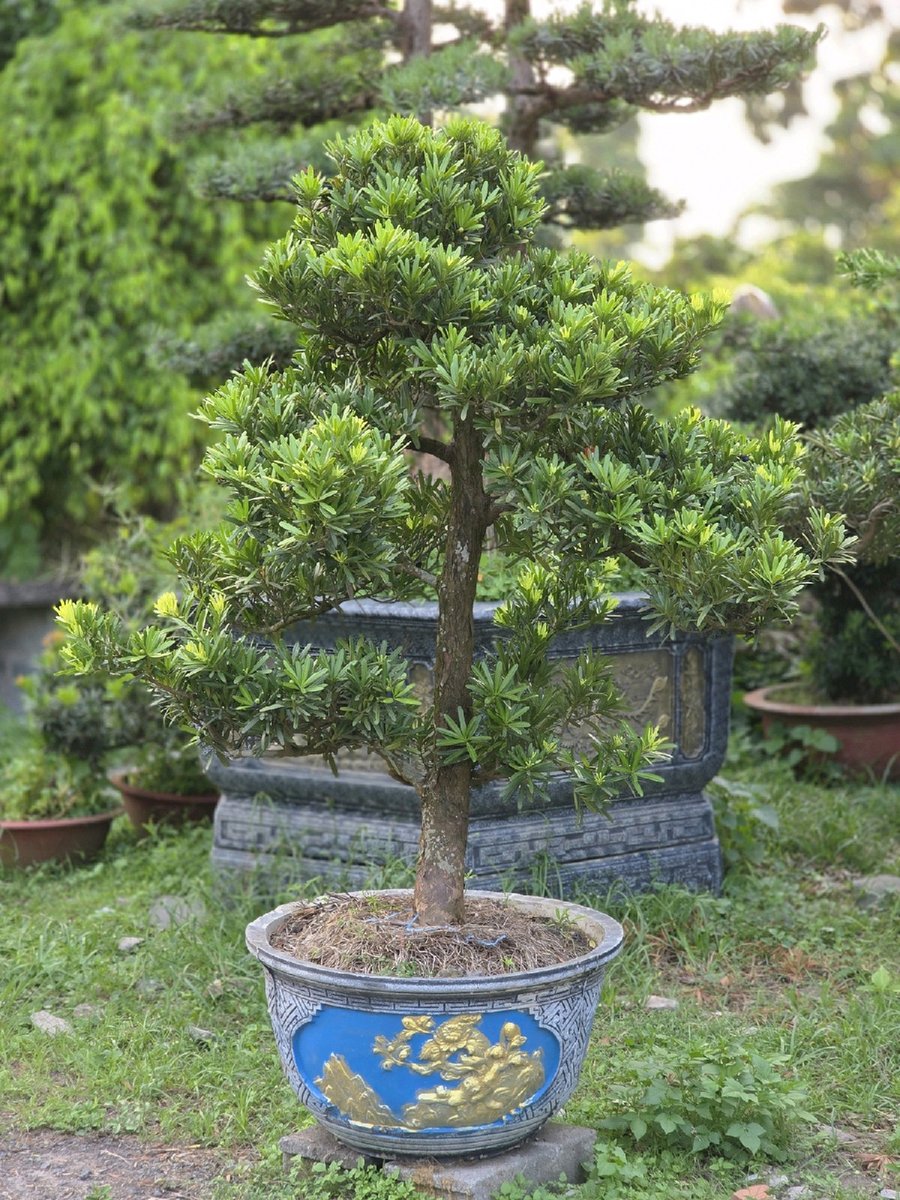 Tùng Đài Loan I-DT-TĐL-001 2