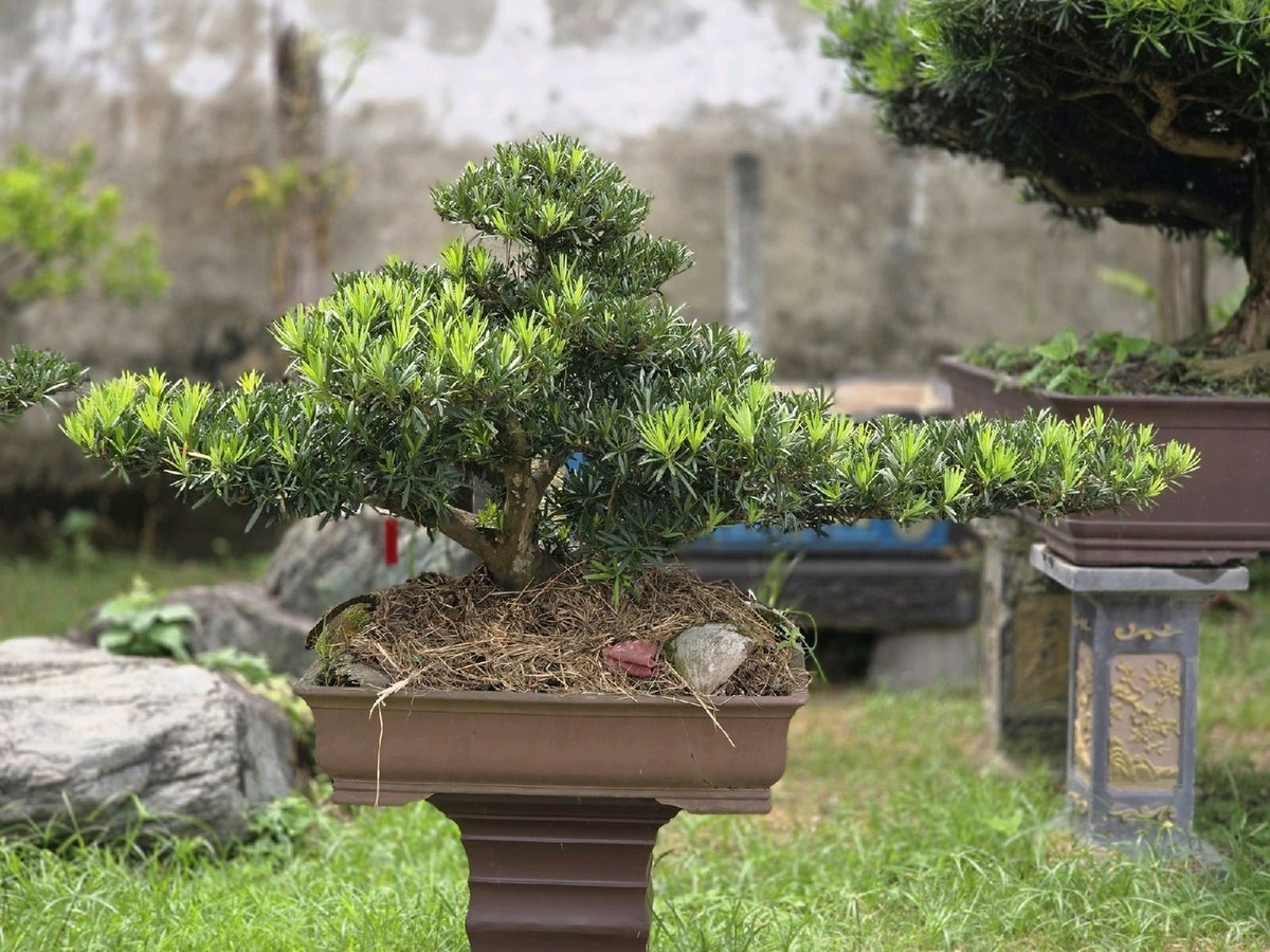 Vạn Niên Tùng H-BS-VNT-005