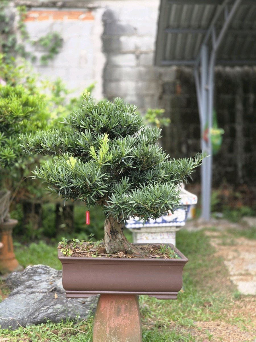 Vạn Niên Tùng H-BS-VNT-001