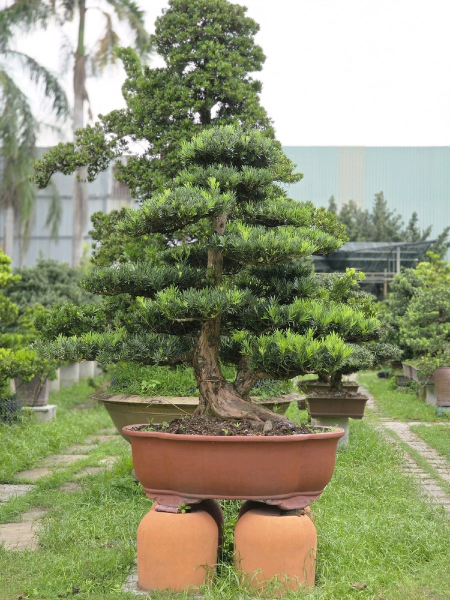 Vạn Niên Tùng B-BS-VNT-001 2