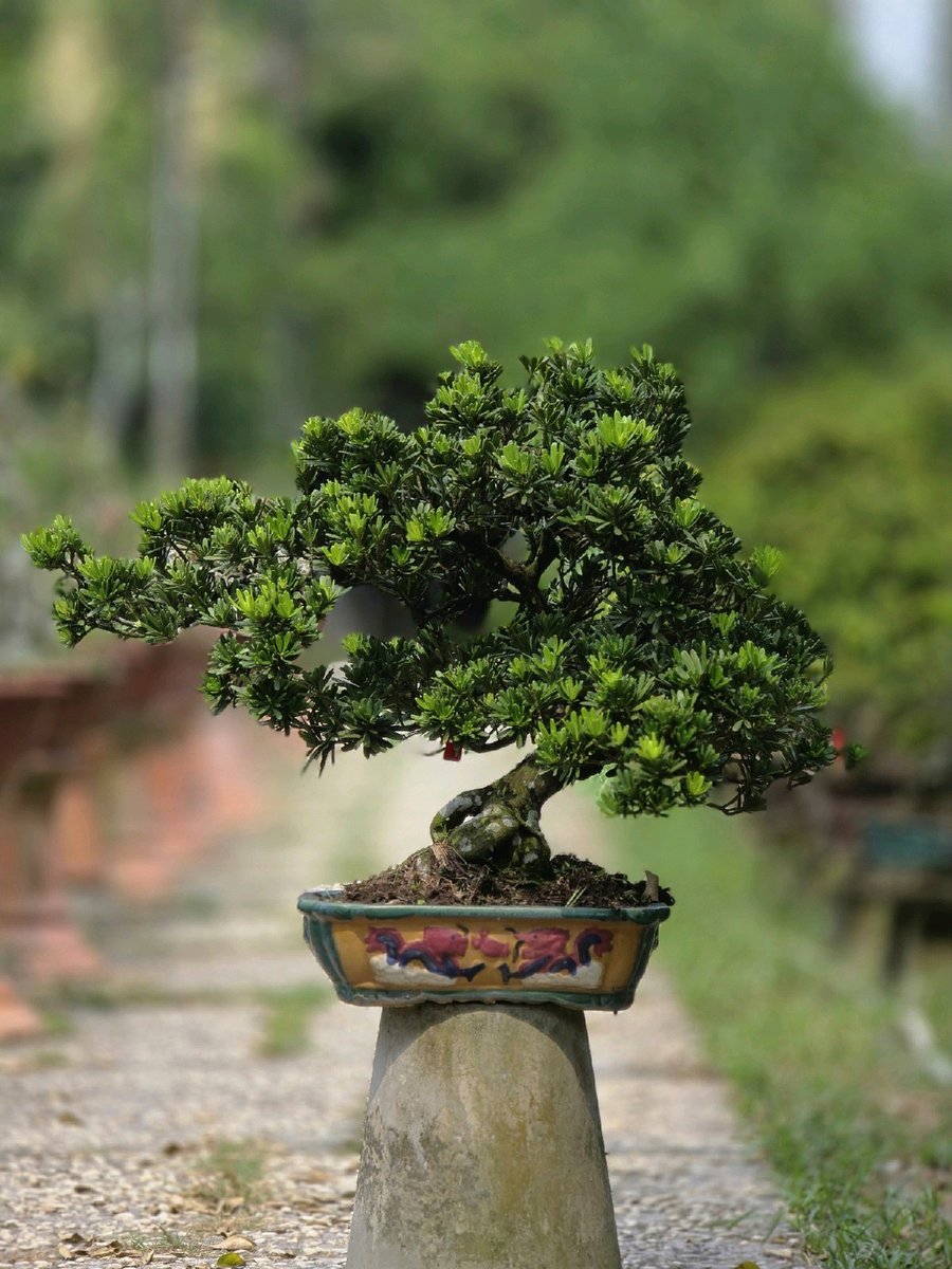 Tùng Kim Cương G-BS-TKC-005