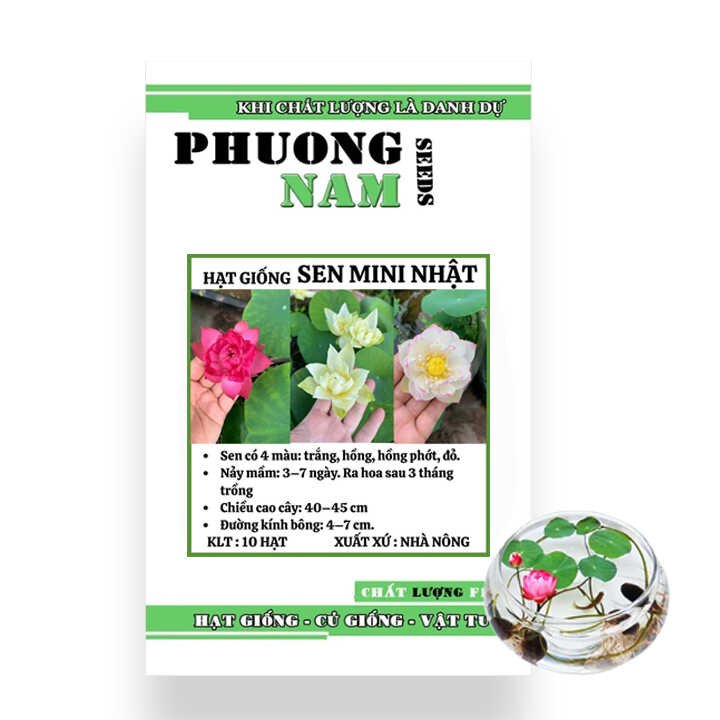 Hạt Giống Hoa Sen Mini, Gói 10 hạt, H01