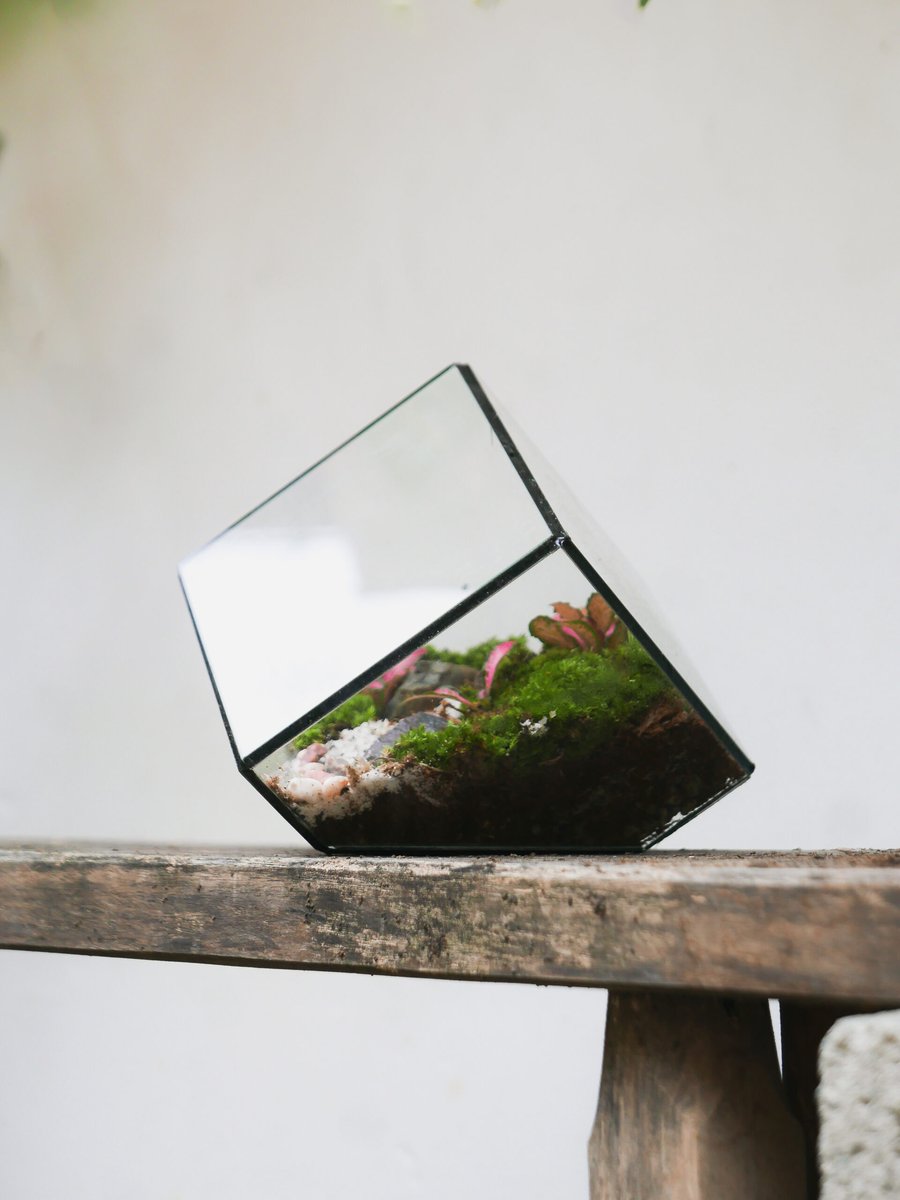 Tươi-arium Cube Nghiêng 2