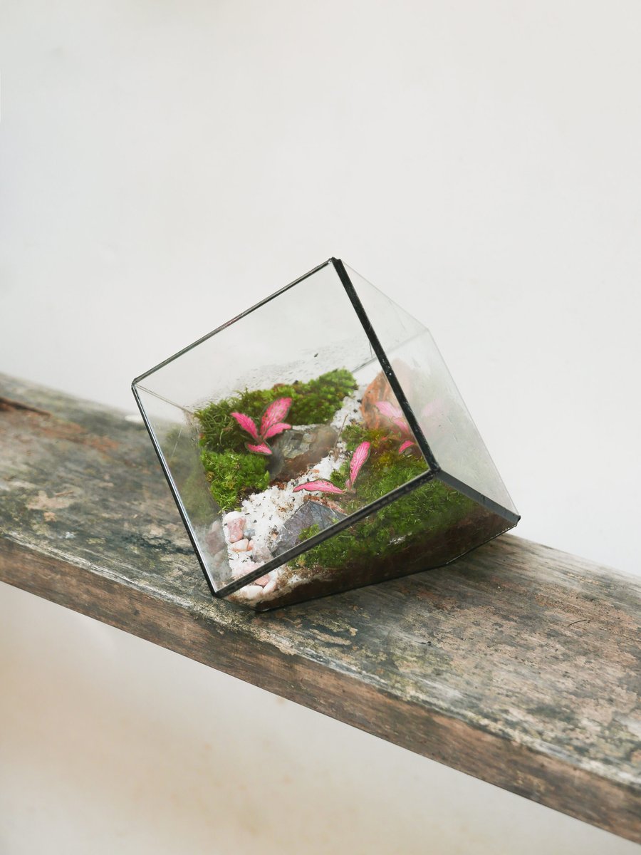 Tươi-arium Cube Nghiêng