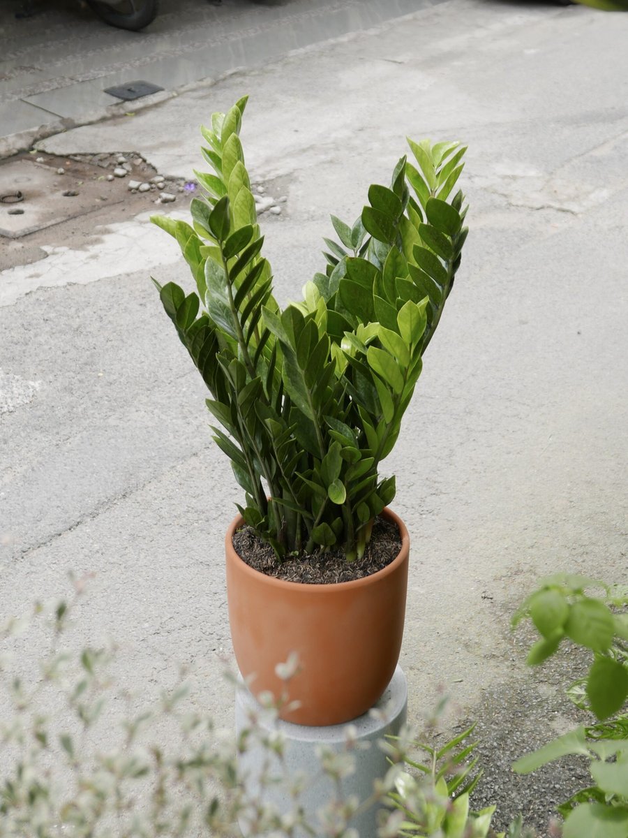 Kim Tiền – Lớn (Gốc ~30cm)