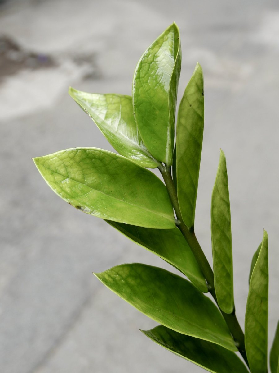 Kim Tiền – Lớn (Gốc ~30cm) 2