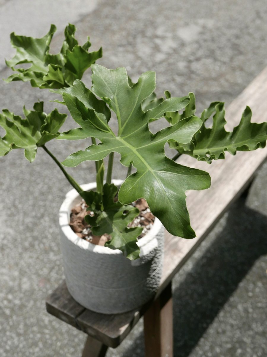 Trầu Bà Thanh Xuân – Nhỏ (30-40cm) 2