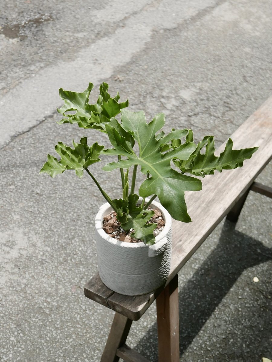 Trầu Bà Thanh Xuân – Nhỏ (30-40cm)