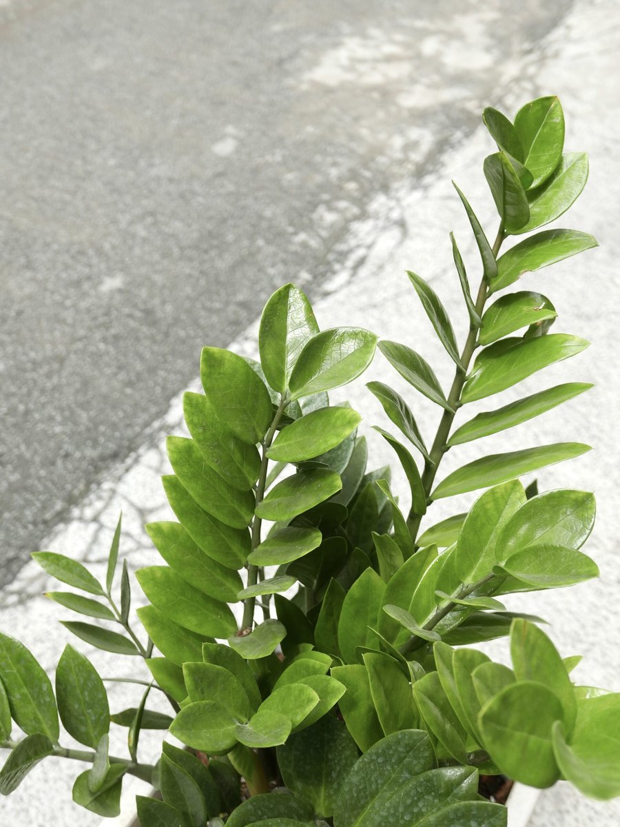 Kim Tiền – Vừa (Gốc 20-25cm) 2